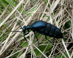 the dark blue bug