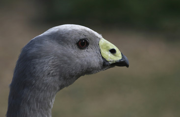 cape barren goose