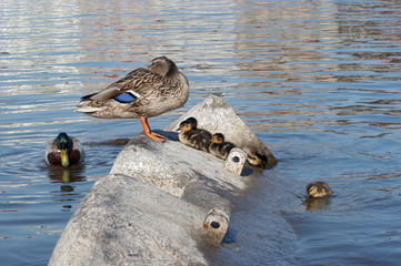 family