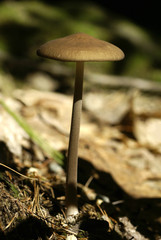 tall mushroom