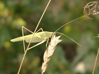 yellow grasshopper