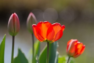 offene tulpe