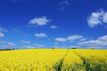 Fototapeta premium rape field