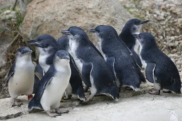 Poster pinguïns © Christopher Meder