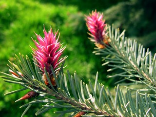 amaranthine spruce male flowers