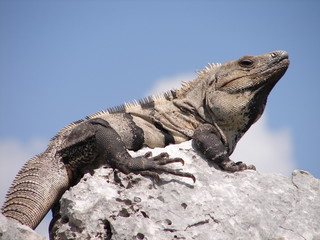 iguane