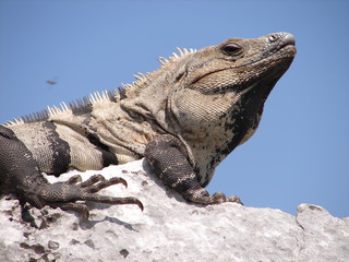 iguane