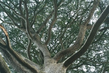 gnarly tree