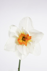 Fototapeta na wymiar white daffodil