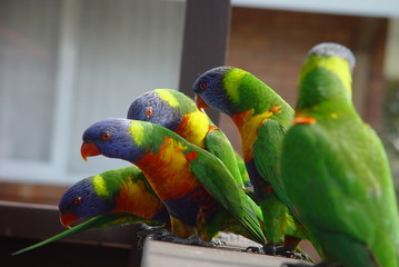 rainbow lorikeets
