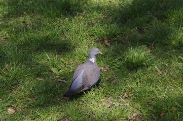 pigeon 1