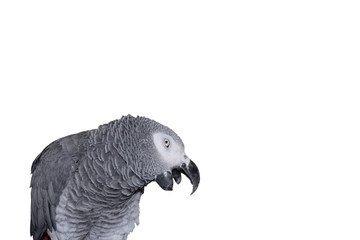 african grey parrot