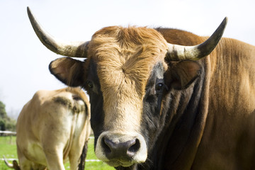 toro