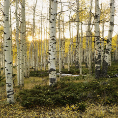 aspen trees in fall color in utah.