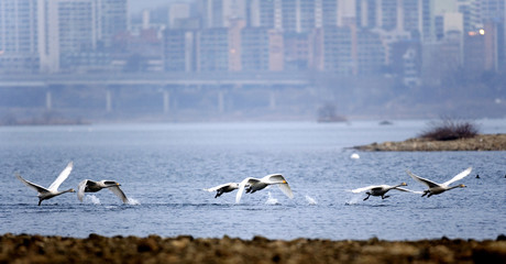 whooper swan