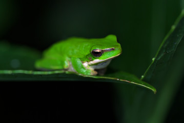 frog just sitting on a leaf