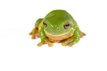 green tree frog on white