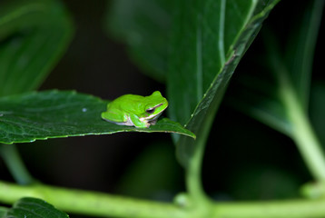 frog in a bush