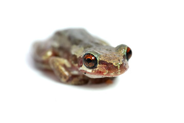 little red eyed tree frog