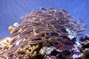 stinging or striped catfish