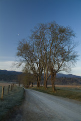 tree and moon