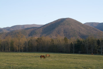 Fototapeta premium horses and smoky mountains