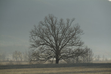 lone oak tree in meadow