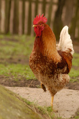 cock-boss iii