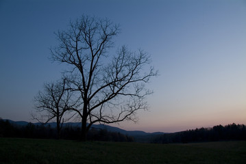 bare tree at sunset