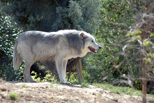 timber wolf