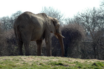 Fototapeta premium elephant