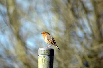 robin