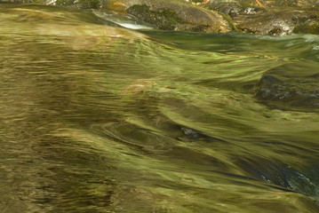 spring trees reflected in mountain stream on the little river