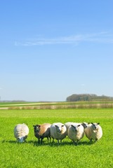 sheep on grass with blue sky