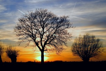 Fototapeta premium sunset with trees