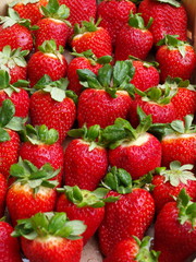 erdbeeren