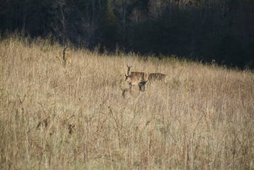 Naklejka na ściany i meble white tail deer in an open meadow