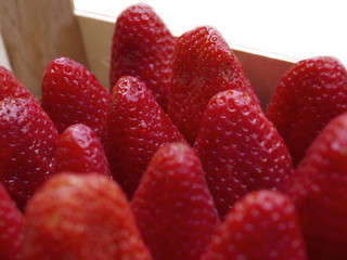 erdbeeren