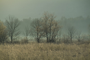 Fototapeta na wymiar kwitnących wiosną drzewo i wschód słońca rano mgła