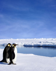 deux pingouins