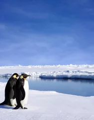 Papier Peint photo Lavable Pingouin deux pingouins