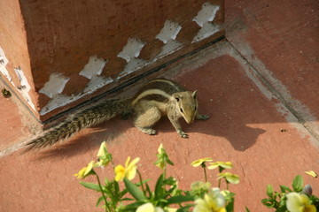 india chipmunk