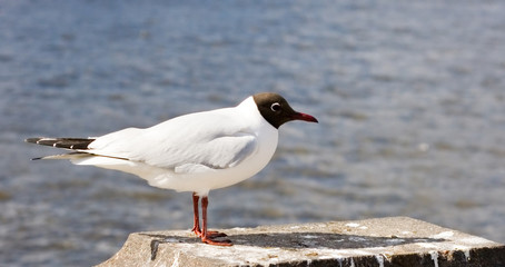 céu  bird  pássaro seagull