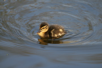 little ducky