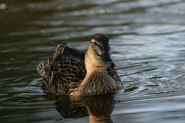 duck
