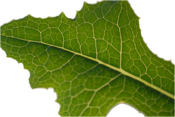 chlorophylle