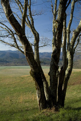 tree, meadow and the smoky mountains