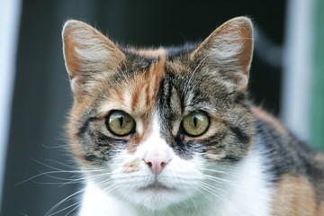 Obraz premium spotted cat