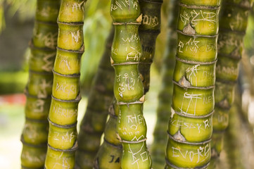 bamboo plant