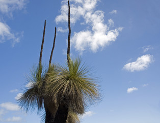 australian native grass tree